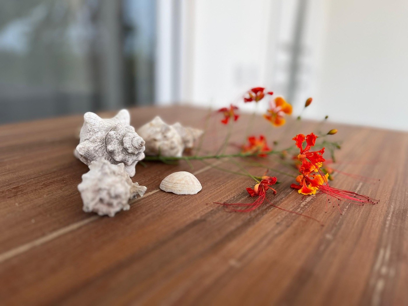 Flowers & shells